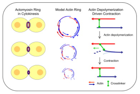 Random cytoskeleton ring assembly logic